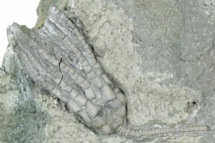Mississippian Fossil Crinoid - Crawfordsville, Indiana #326409
